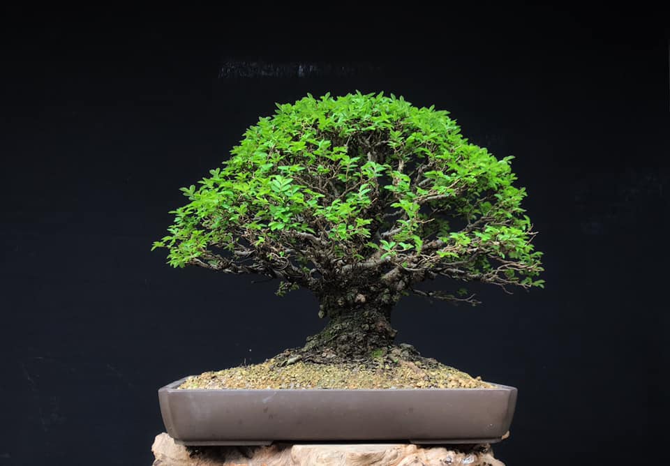 Cây du Trung Quốc bonsai trồng trong chậu trắng