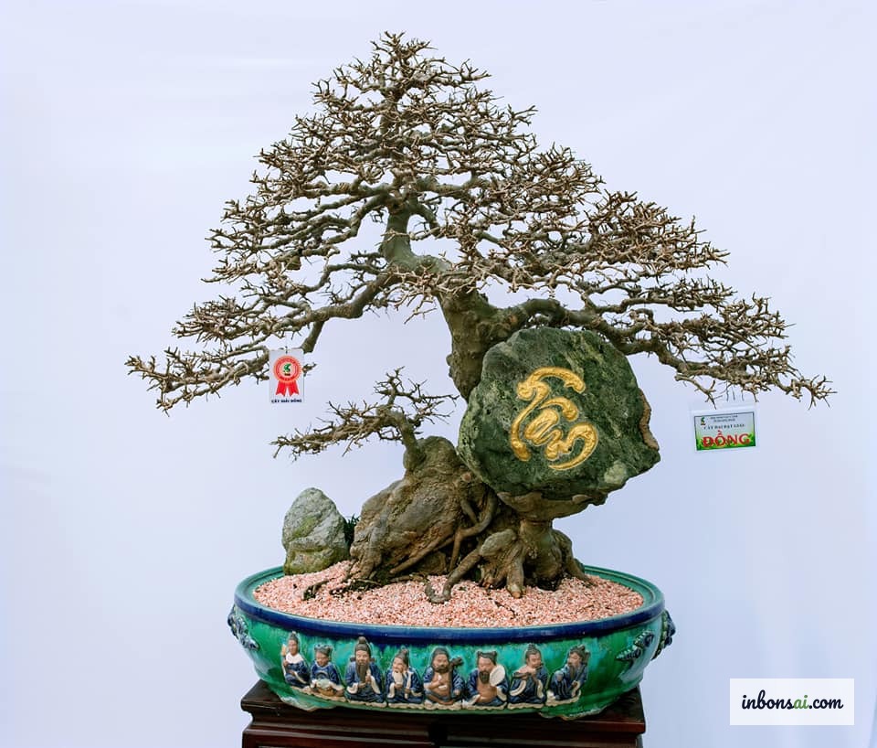 Tưới nước cận cảnh cho cây bonsai