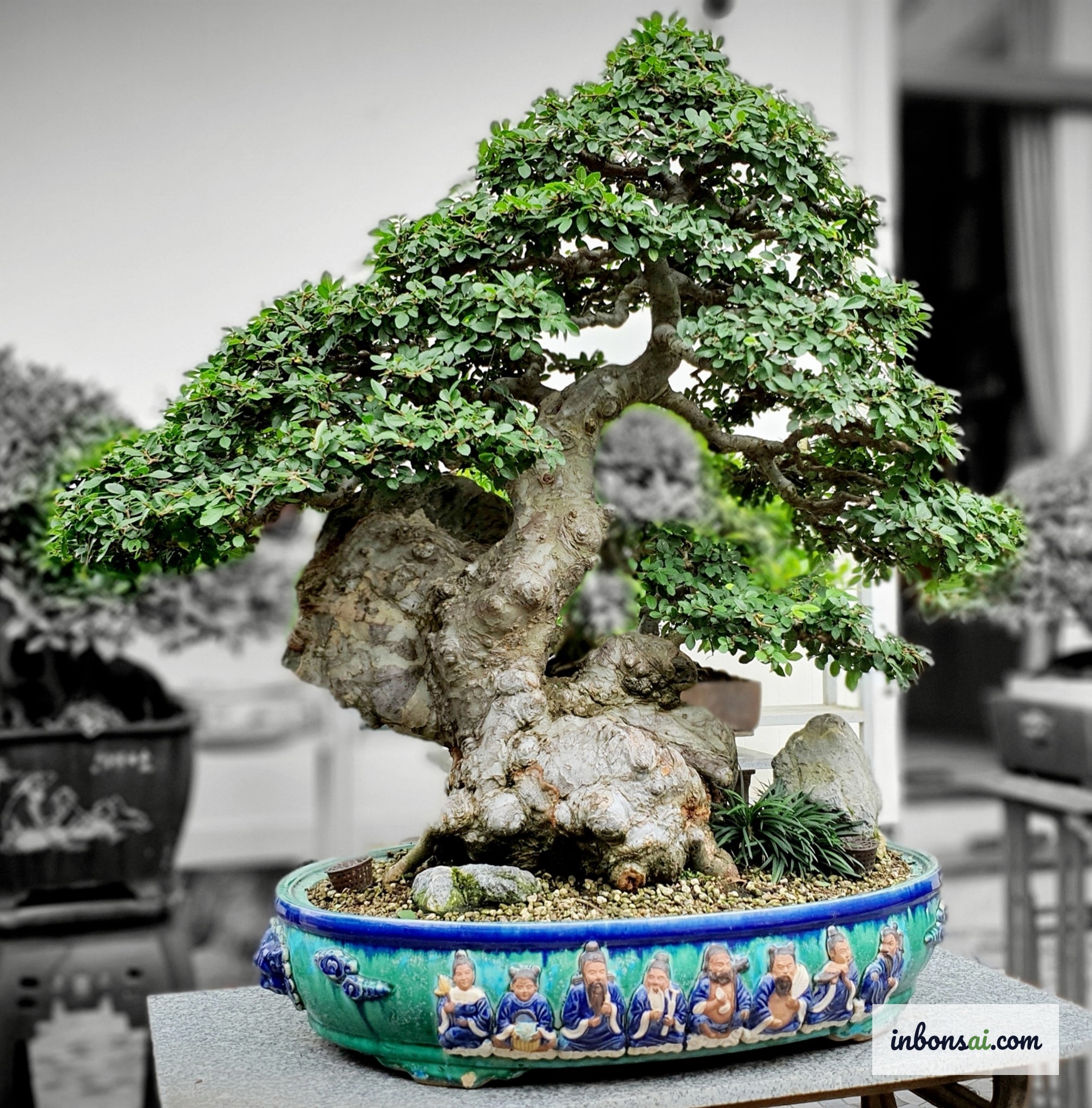 Cận cảnh thân và lá cây du Trung Quốc bonsai