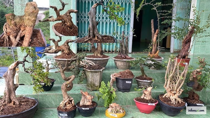 Person selecting a quality bonsai tree at a plant nursery