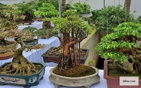 A reputable bonsai nursery with many beautiful bonsai trees displayed outdoors