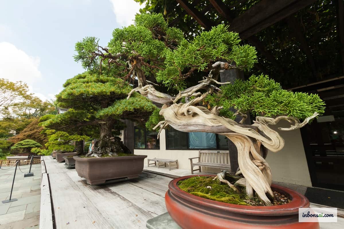 A quality shaped bonsai tree with tapered trunk and balanced canopy in a ceramic pot