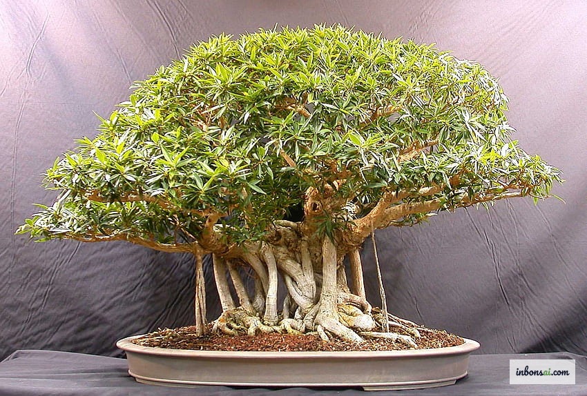 Close-up of beautiful nebari surface roots on a healthy bonsai tree