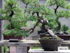 Proper bonsai wiring and branch shaping technique on pine bonsai trees
