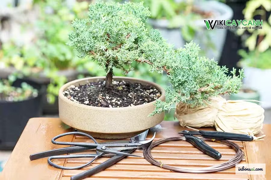 Dụng cụ thay chậu bonsai gồm kéo cắt rễ, lưới lỗ và đất trộn sẵn sàng