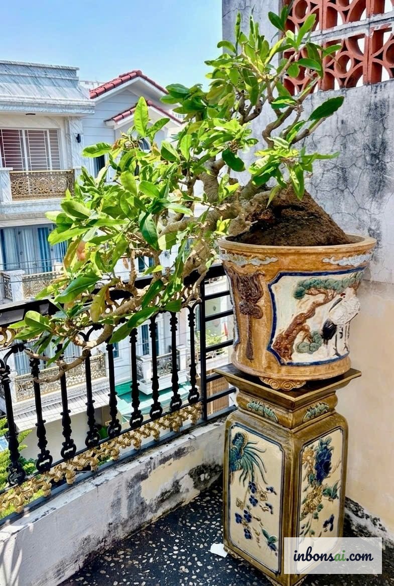 春は盆栽の植え替えに最適な季節 — 新芽が芽吹き始める頃