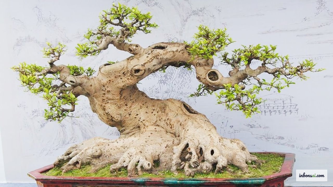 盆栽の枝の剪定技術を詳細に示す実践的なステップ