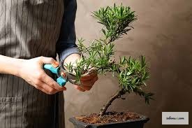 多様な枝の構造を持つ松の盆栽