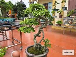 雨粒が光る盆栽のクローズアップ