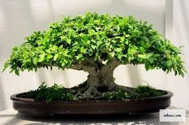 室内のフィカス盆栽の繊細な枝の構造