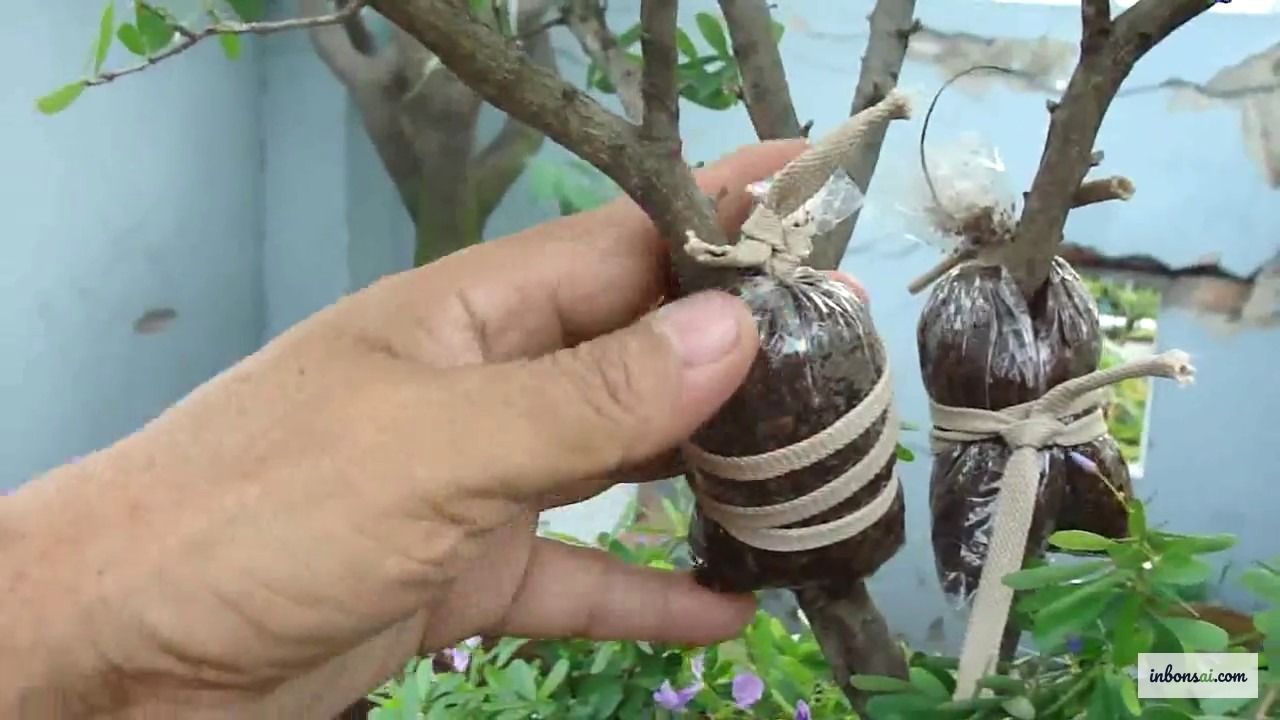 用水苔球包裹枝条的盆景空中压条技术