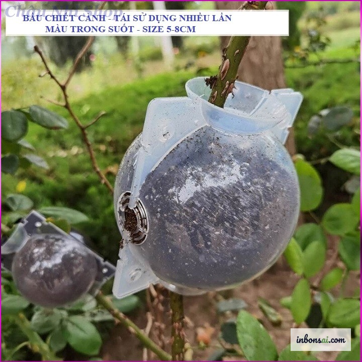 透明なビニールの中で白い根が形成されている取り木の様子