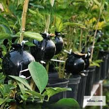 取り木の失敗例：乾燥した盆栽用土を示す鉢