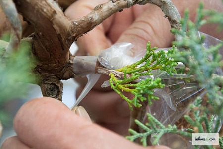 環状剥皮とモスボール巻き付けの手順
