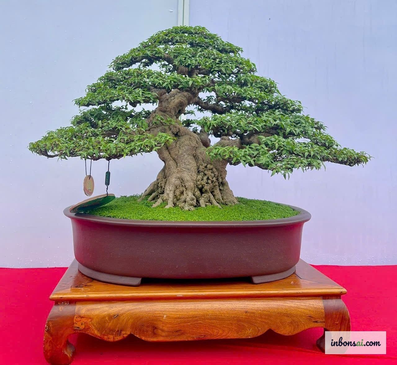 Cây bonsai được chăm sóc ngoài trời theo mùa