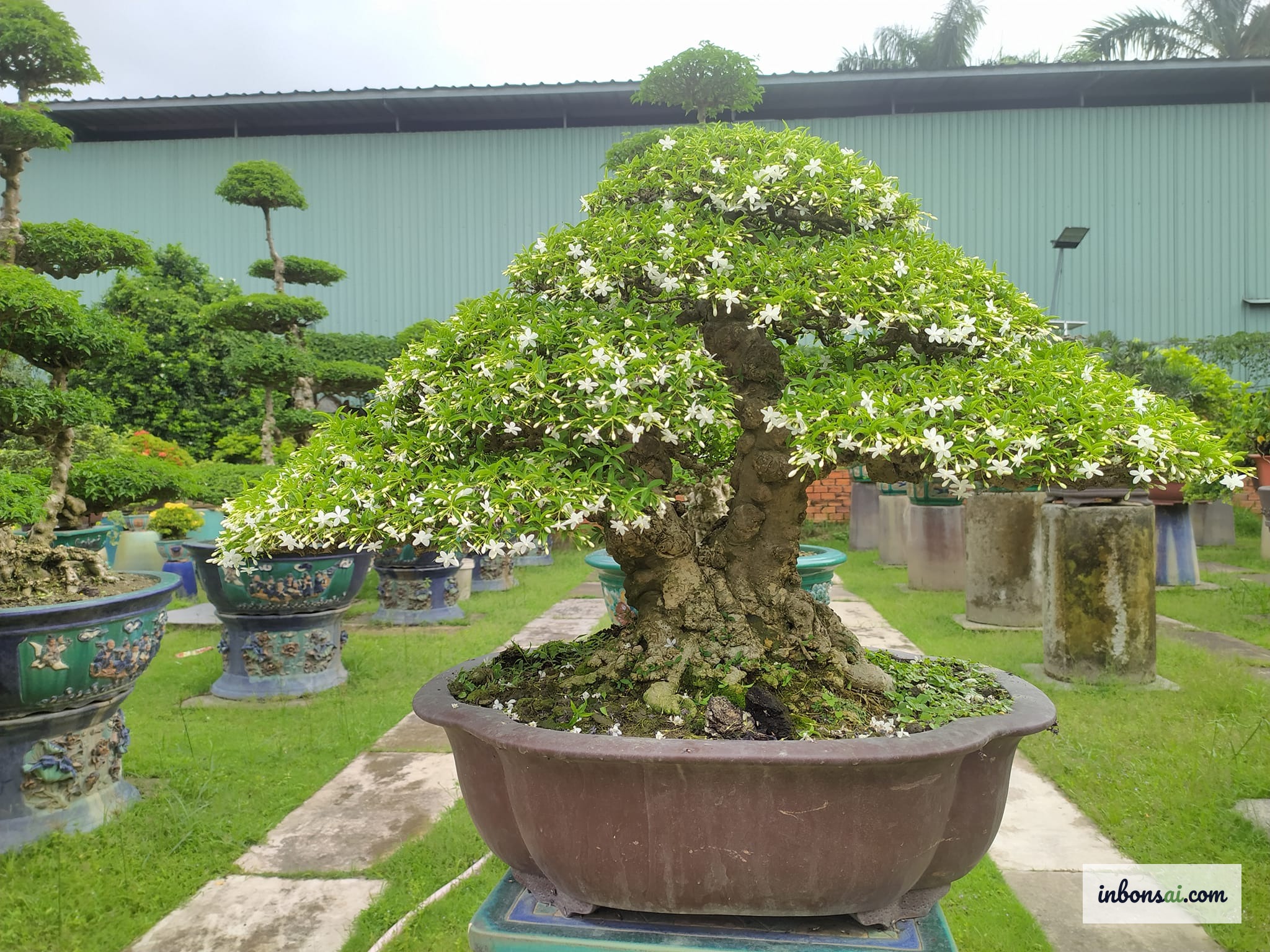 Cắt tỉa lá bonsai bằng kéo chuyên dụng