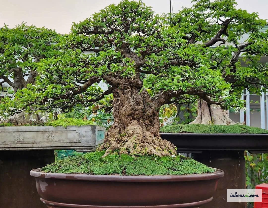 Mai chiếu thủy bonsai nở hoa trắng trong chậu
