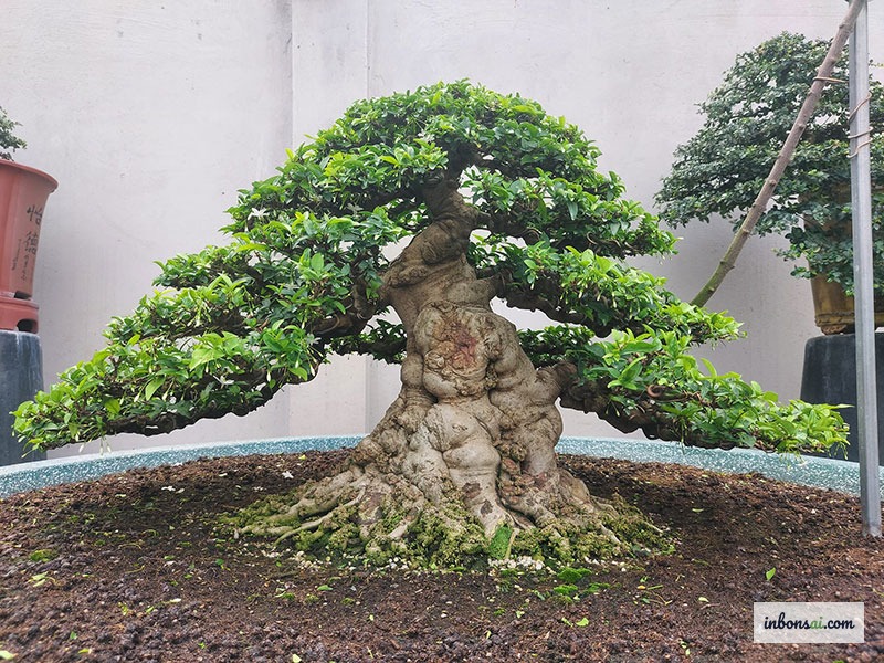 Tưới nước cho cây bonsai bằng bình tưới cận cảnh