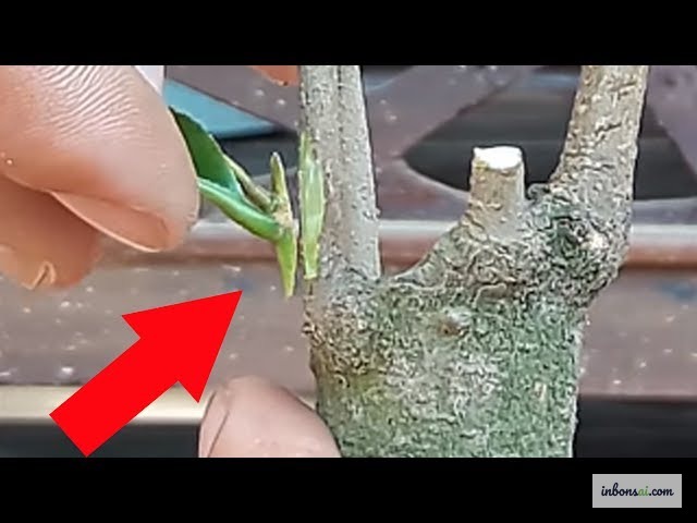 盆栽の寄せ接ぎの実施手順 — 穂木を幹に密着させて形成層を接触させる