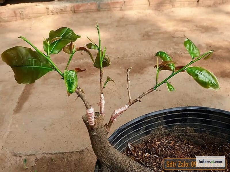 遮光・保湿条件に置かれた接ぎ木後の盆栽鉢