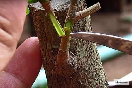 盆栽の接ぎ木技術 — 専用の接ぎ木テープでしっかりと固定された接ぎ木部分