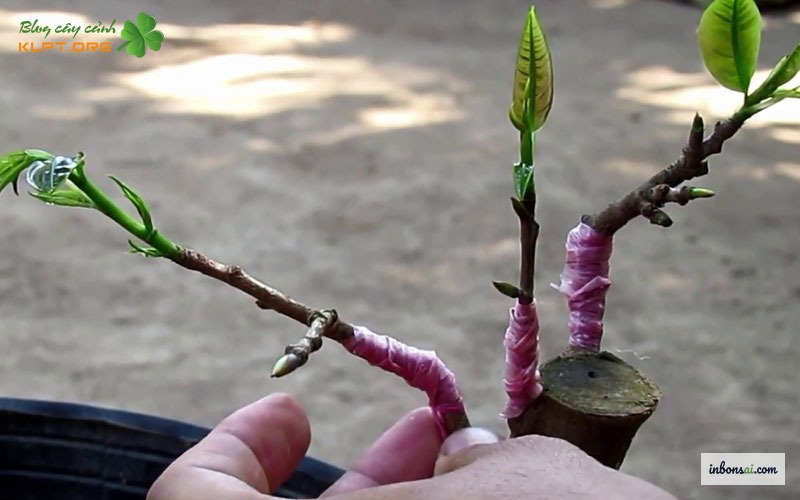 形成层未正确接触导致黄梅嫁接失败的接口