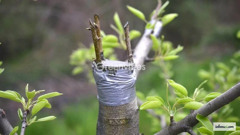 使用嫁接刀和嫁接膜进行盆景嫁接的分步操作