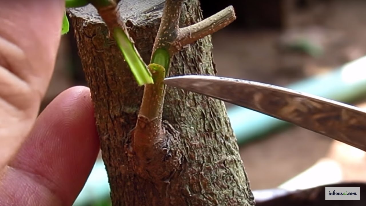 树干坚实、树皮新鲜的健康黄梅砧木