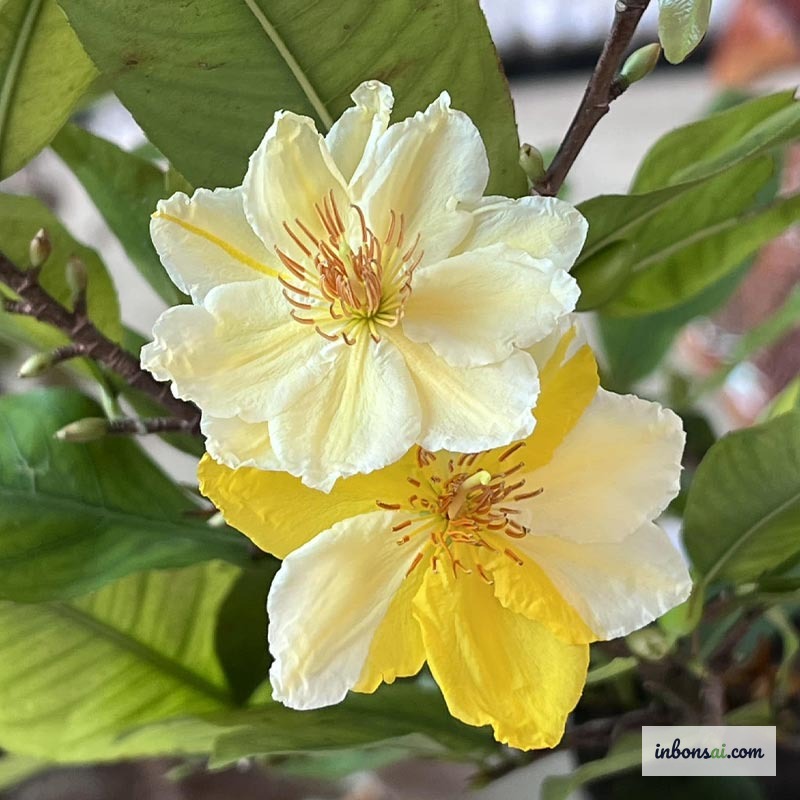 经过多色嫁接的黄梅盆景在同一树干上绽放出不同颜色的花朵