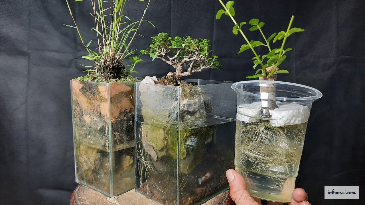 盆景扦插繁殖技术,提高成活率的正确方法