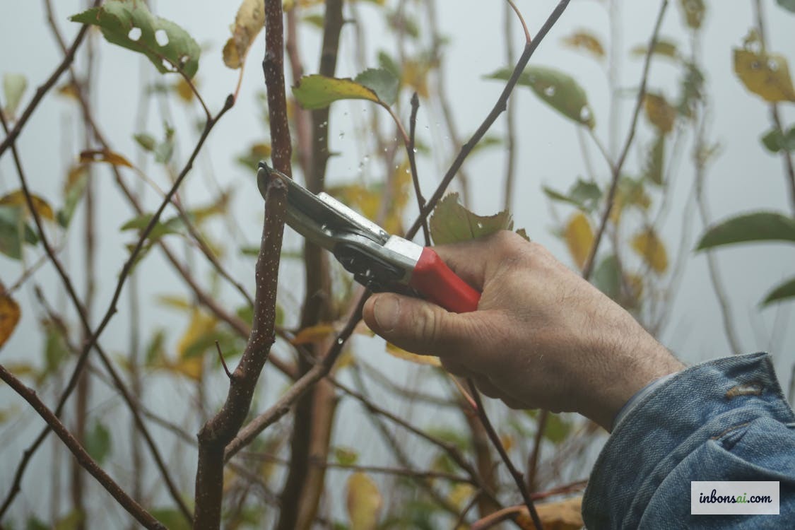 Bonsai artist shaping and tending a Linh Nam trunk-chop design