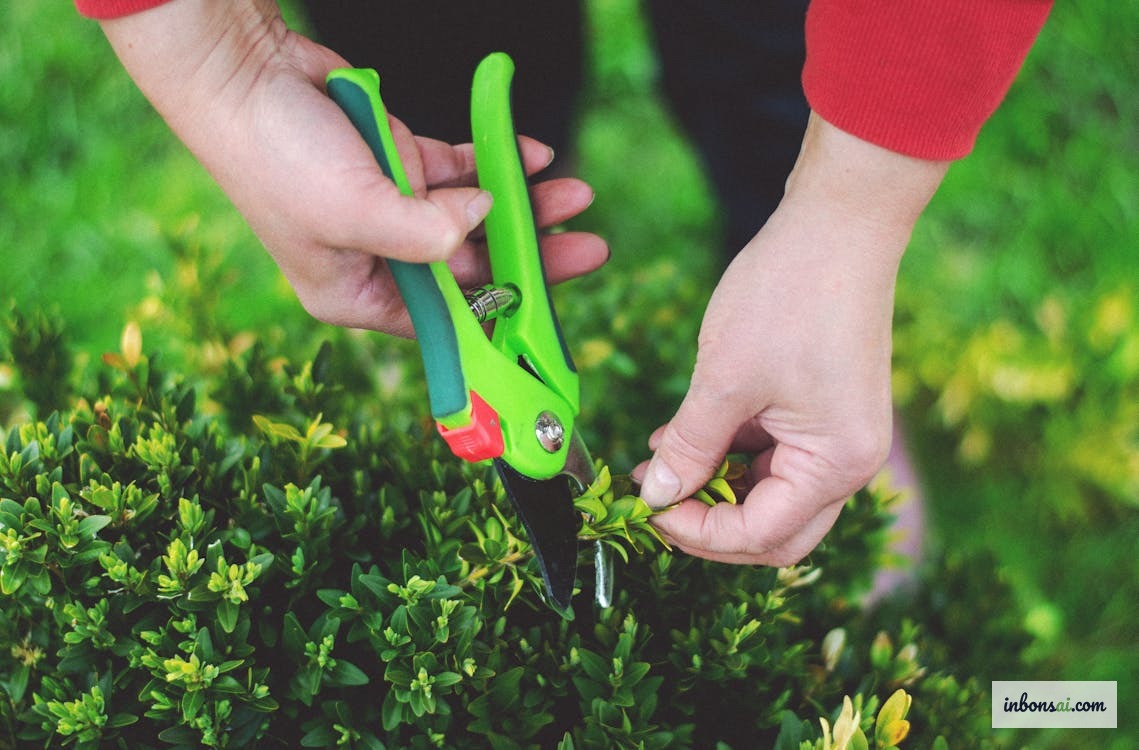 Bonsai pruning tools: saw and shears for trunk chop work