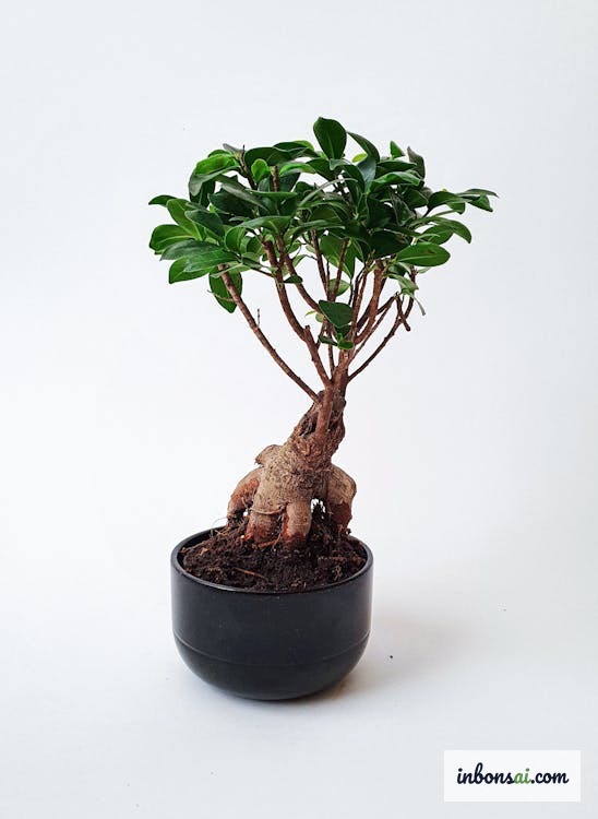 Bonsai trunk development stages from young stock to shaped design