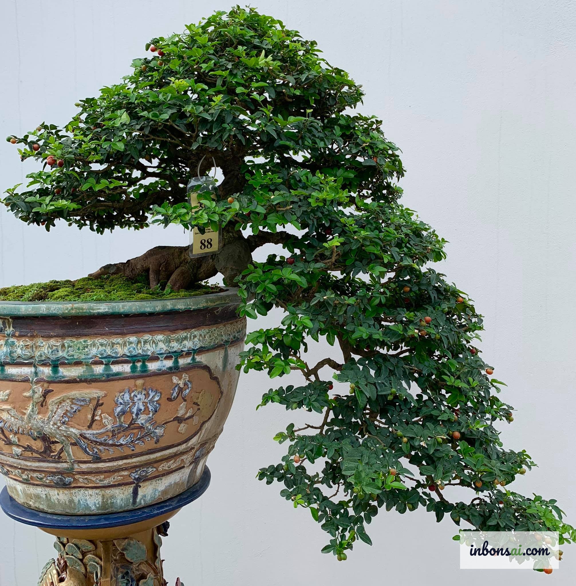 具有丰富自然纹理和风化表面的古老盆景树皮