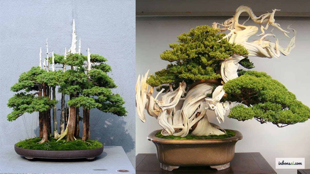 具有裸露根基和枯枝呈现真实古老外观的盆景