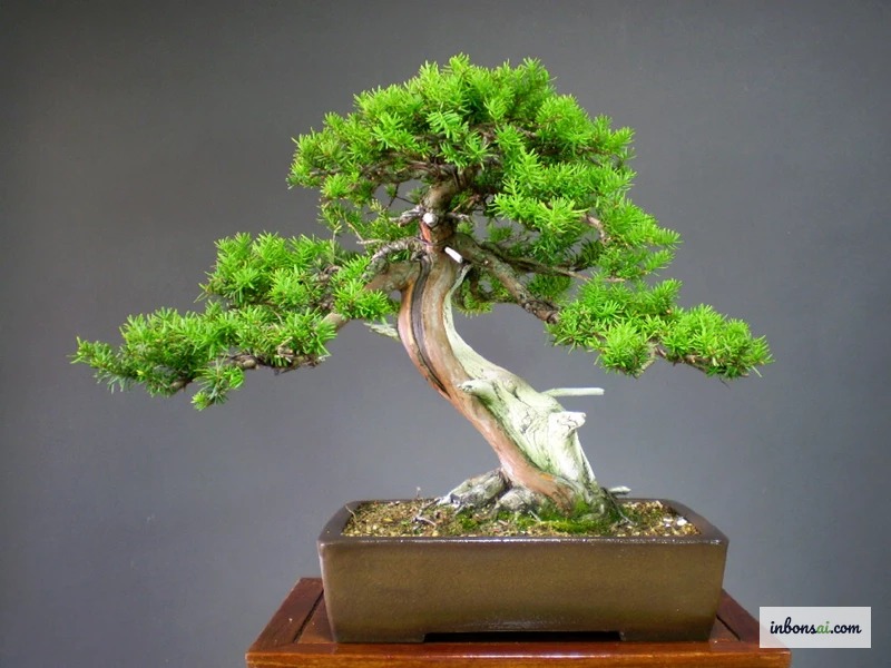 南京花园古老盆景收藏展示艺术枯枝