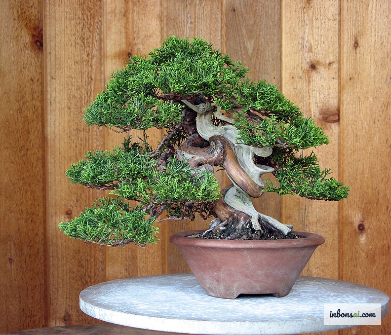 使用缠绕舍利技术展示扭转树干的松盆景