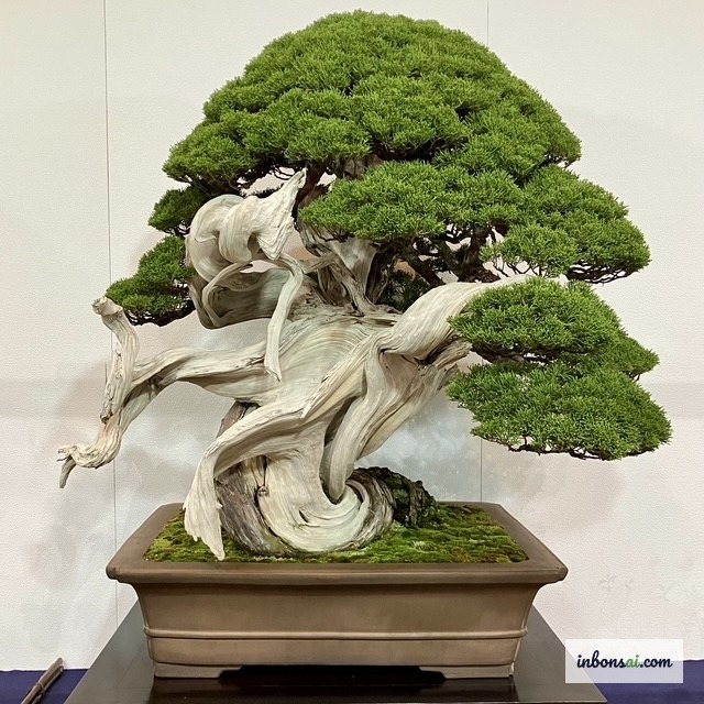 Thân cây già cỗi vặn xoắn tự nhiên trong nghệ thuật bonsai