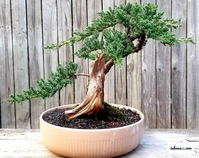 Chăm sóc rễ và đất bonsai sau khi tạo hình tanuki