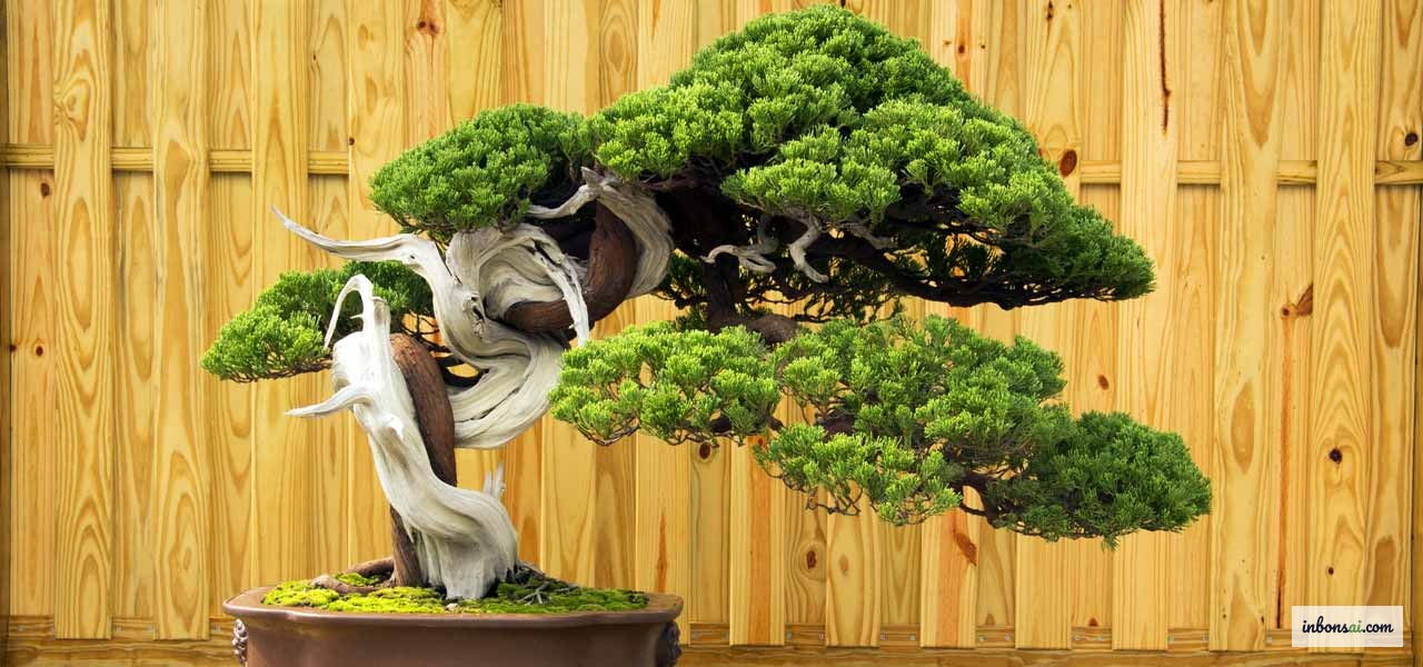 Tác phẩm bonsai cổ thụ được tạo từ kỹ thuật tanuki ghép cây vào gỗ lũa