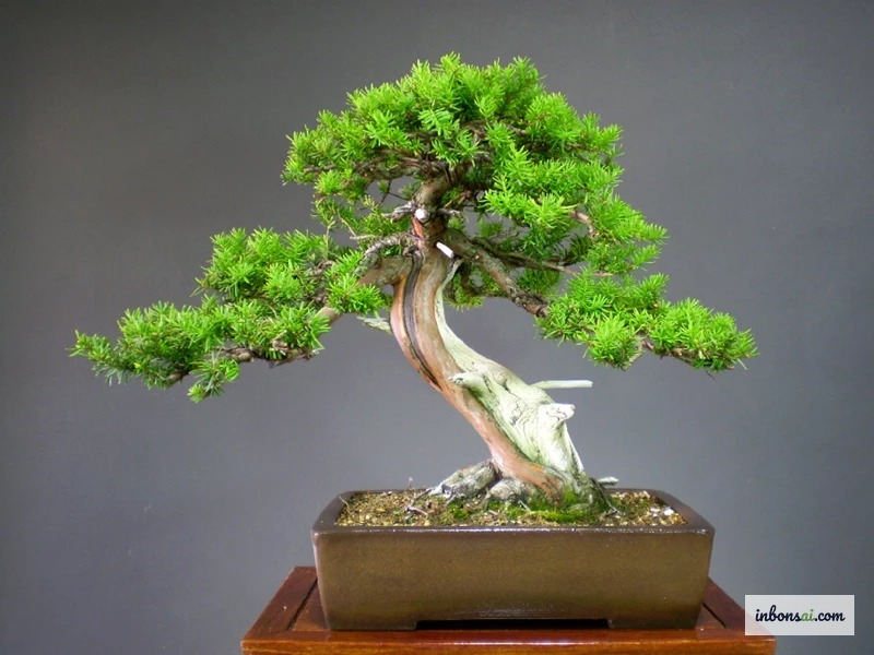 Kỹ thuật quấn dây đồng uốn cành bonsai sau khi ghép vào gỗ lũa