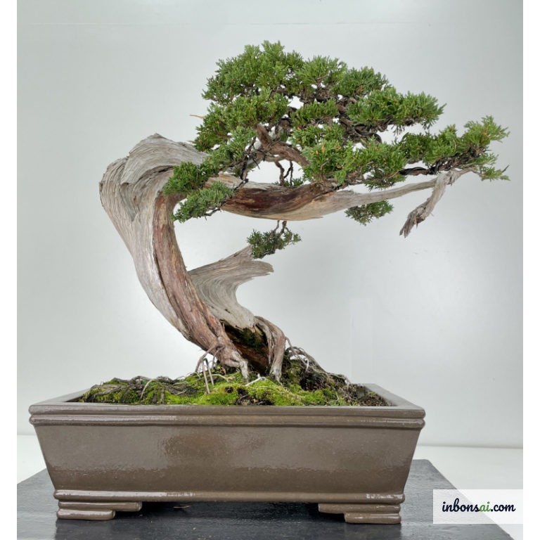 Gỗ lũa tự nhiên hình dạng nghệ thuật dùng cho bonsai tanuki