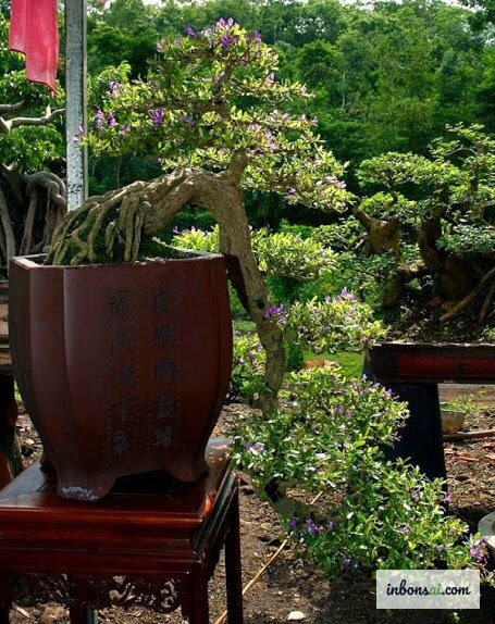 専用じょうろで懸崖盆栽に適切に水やりをしている様子