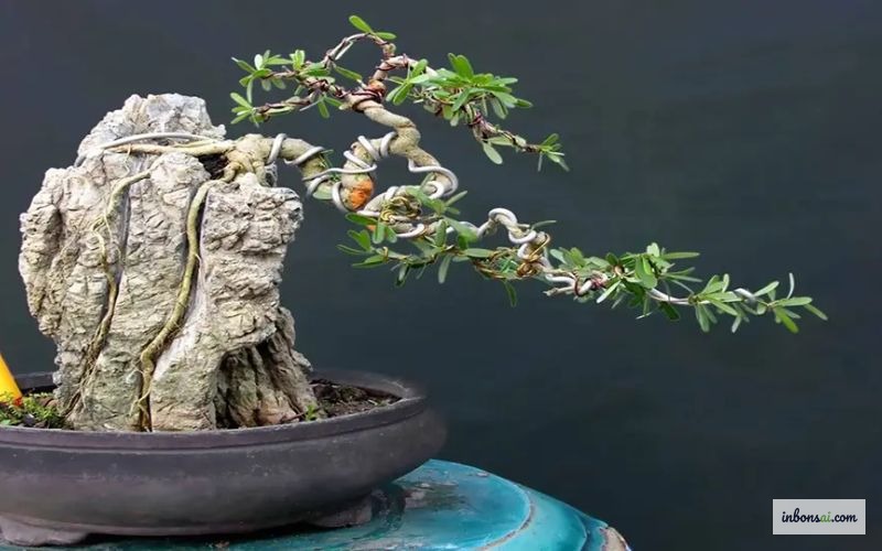 45度角で枝に巻かれたアルミ針金による盆栽の懸崖整形技術