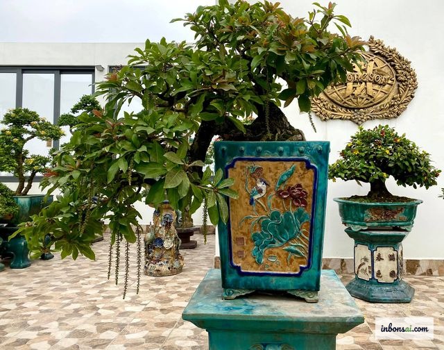 懸崖スタイルに適した枝が自由に垂れ下がる高さのある陶器の盆栽鉢