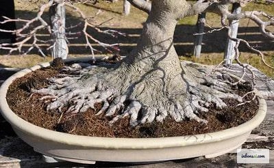 Gốc bonsai với rễ tỏa đều xung quanh — tiêu chí đánh giá nebari đẹp