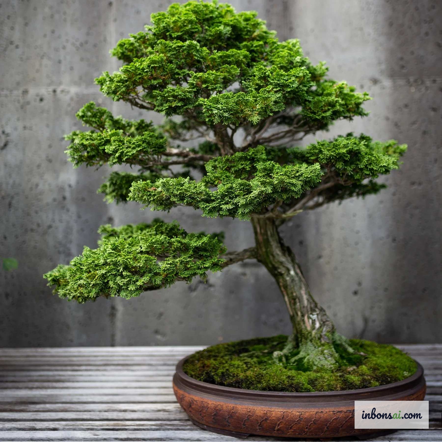 Kỹ thuật thay chậu bonsai sang đĩa nông để kích thích rễ tỏa rộng
