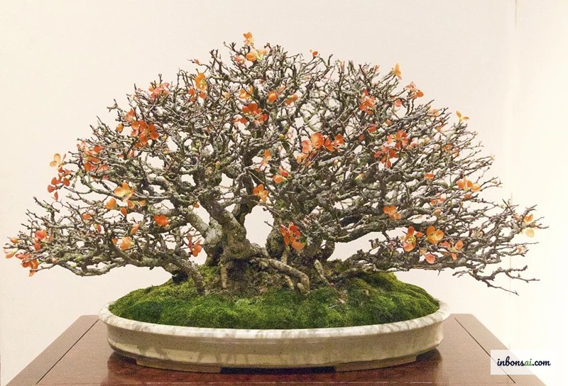 Cắt tỉa rễ bonsai bằng kéo sắc để định hướng phát triển nebari
