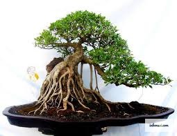 Bộ rễ nổi nebari bonsai tỏa rộng tự nhiên — kỹ thuật tạo gốc đẹp