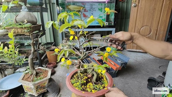 Mai vàng sau tết cần được xả tàn đúng kỹ thuật để ra hoa đẹp mùa sau